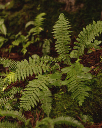 KinfolkWilderness_IwatePrefecture_Japan_04