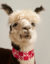 Barillo the alpaca wears a Burberry scarf.